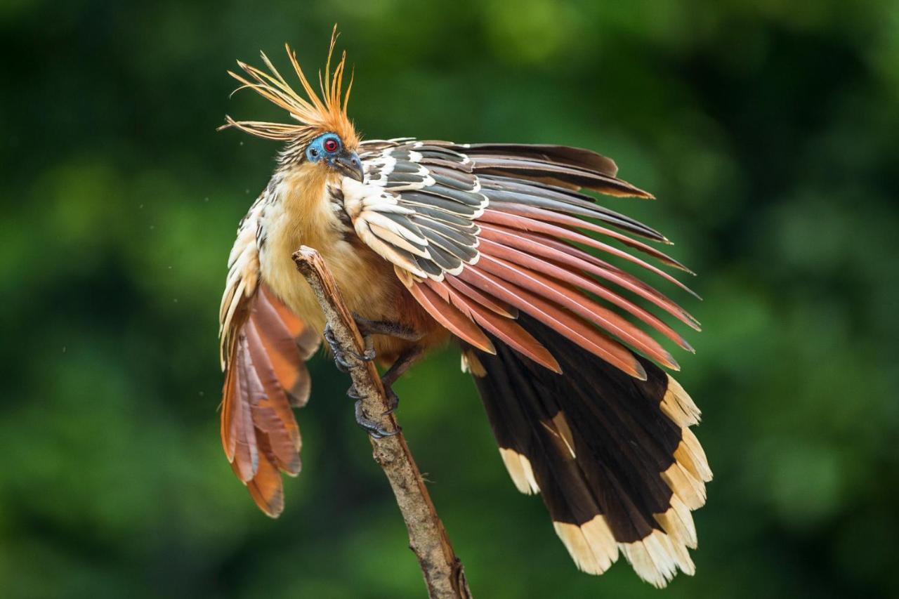 Pumarinri Amazon Lodge Tarapoto Eksteriør bilde